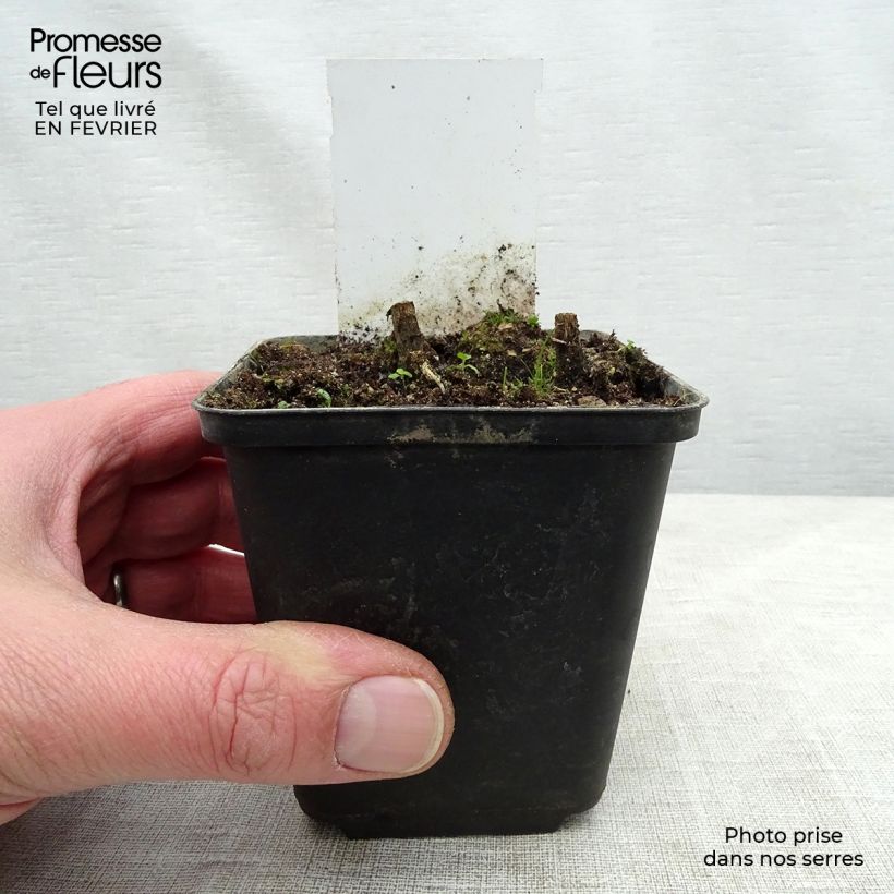 Helenium Flammenspiel Vasetto da 8/9 cm esemplare consegnato in inverno