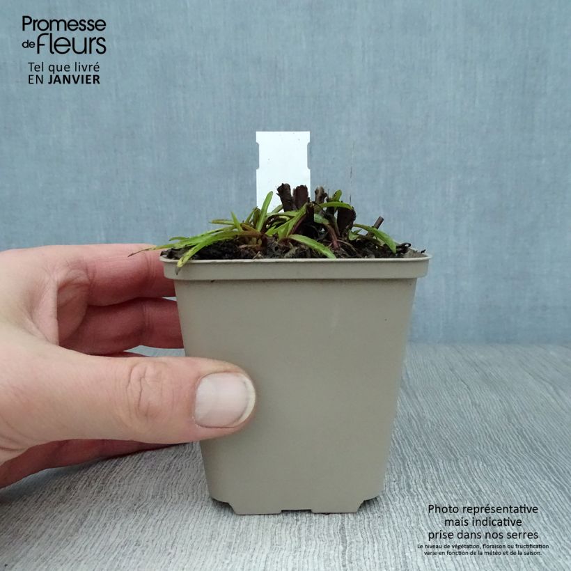 Helenium autumnale Fuego Vasetto da 8/9 cm esemplare consegnato in inverno