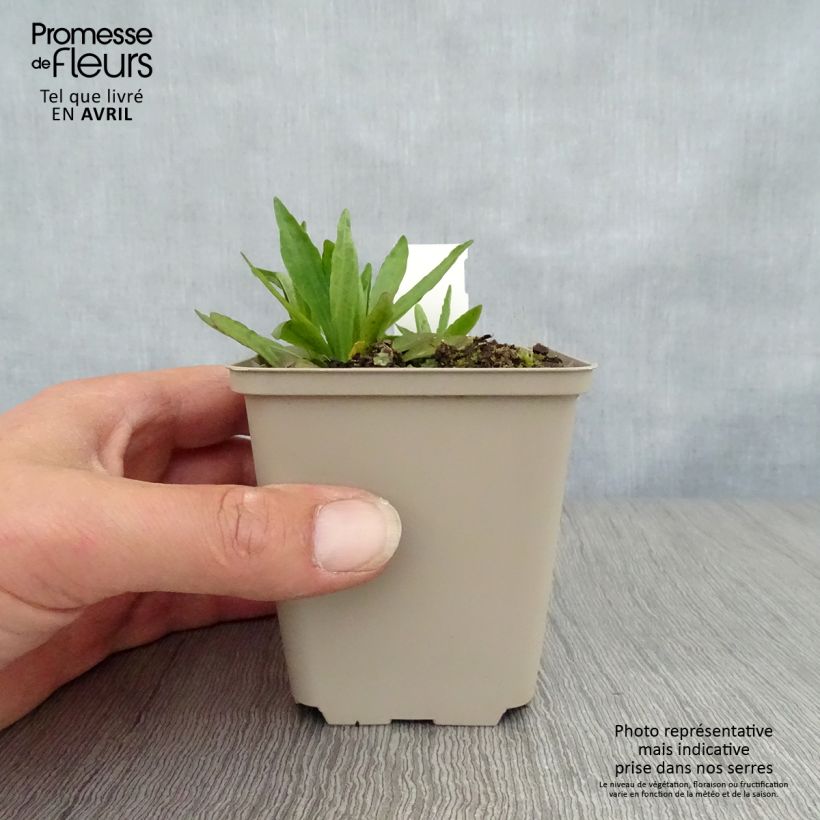 Helenium autumnale Fuego Vasetto da 8/9 cm esemplare consegnato in primavera