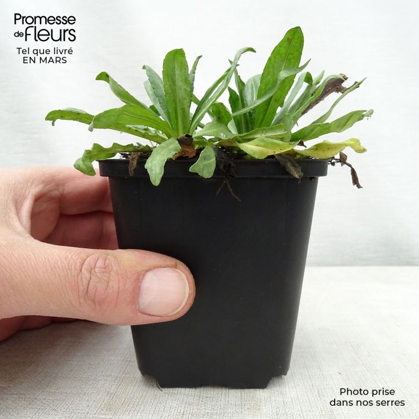 Helenium Kugelsonne Vasetto da 8/9 cm esemplare consegnato in primavera