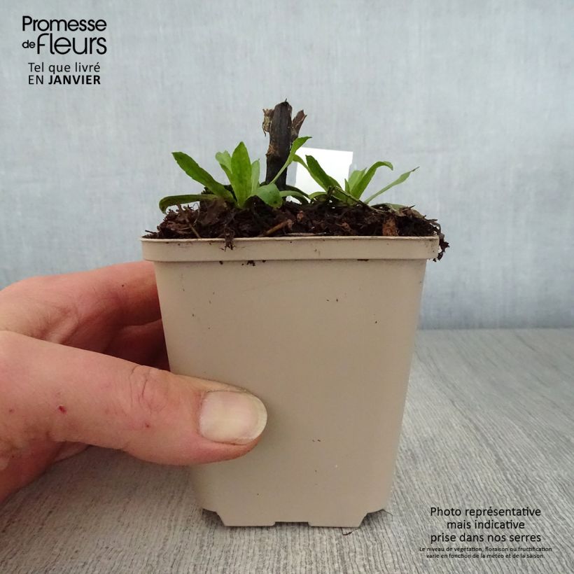 Helenium Kugelsonne Vasetto da 8/9 cm esemplare consegnato in inverno