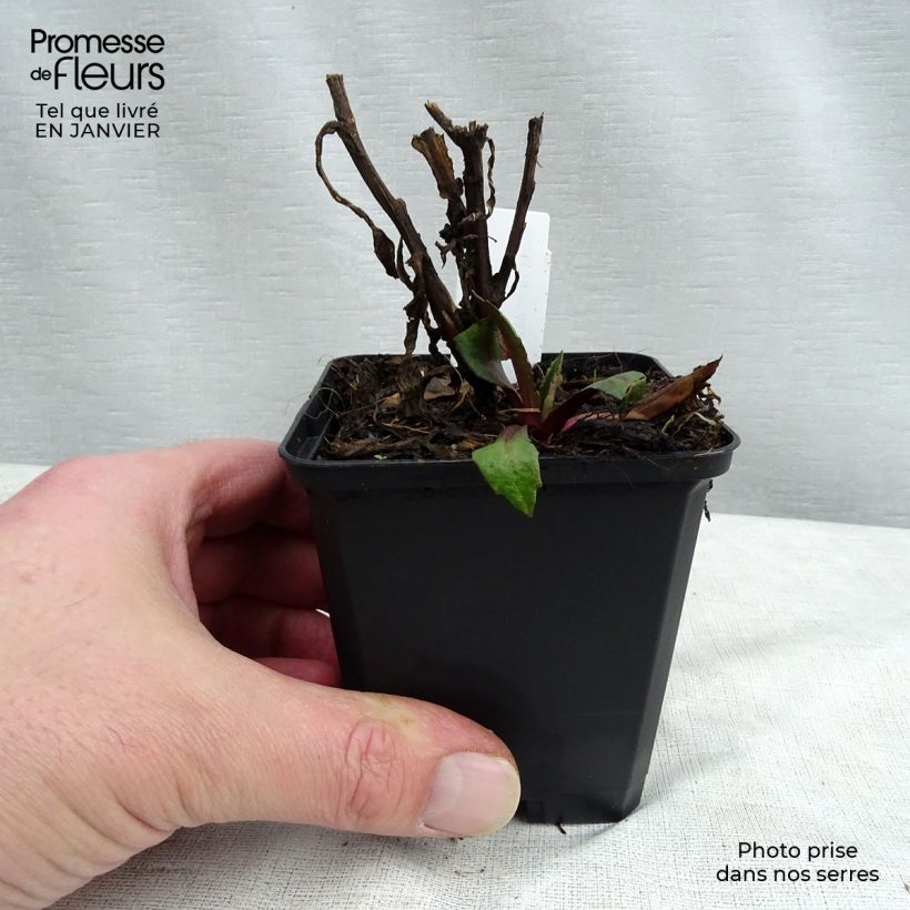 Helenium Kupferswerg Vasetto da 8/9 cm esemplare consegnato in inverno