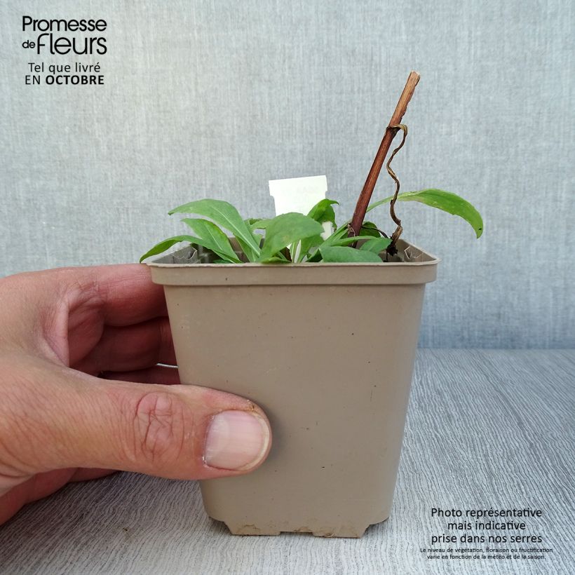 Esemplare di Helenium Kupferswerg Vasetto da 8/9 cm come consegnato in autunno