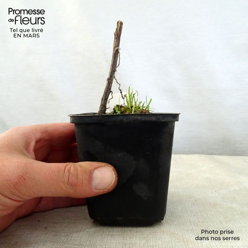 Helenium Loysder Wieck Vasetto da 8/9 cm esemplare consegnato in primavera