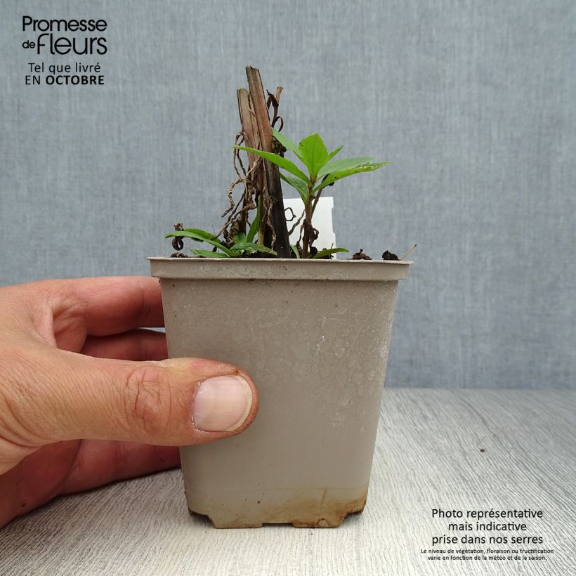 Esemplare di Helenium Loysder Wieck Vasetto da 8/9 cm come consegnato in autunno