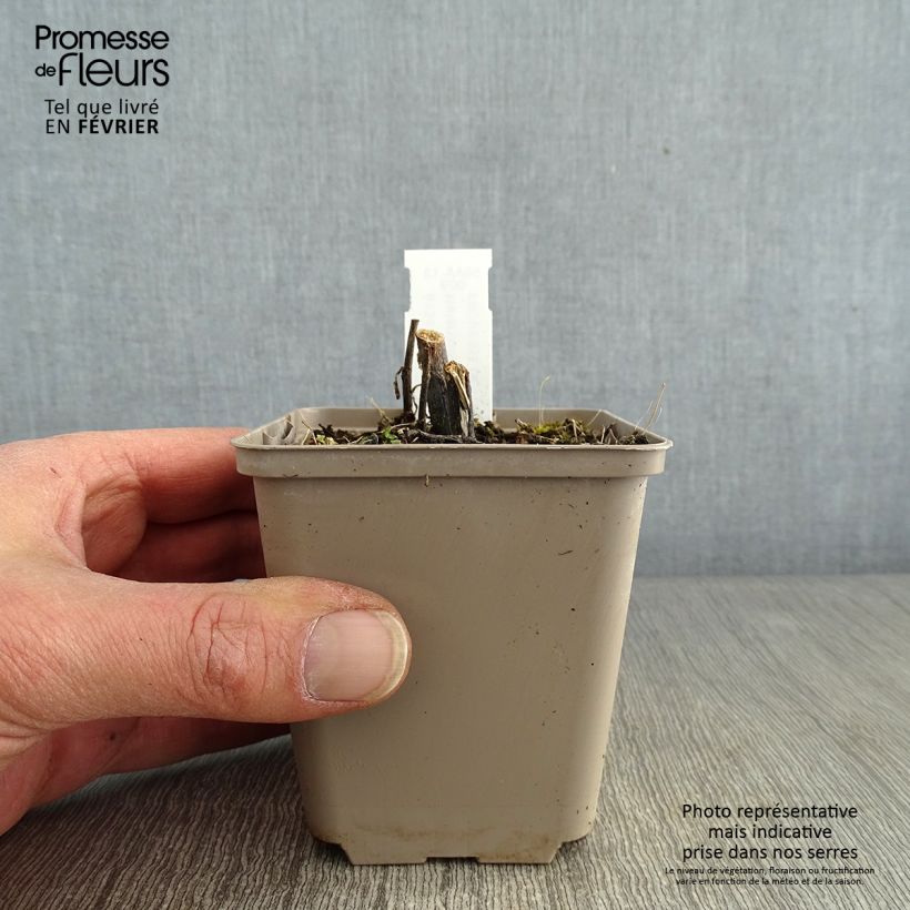 Helenium Loysder Wieck Vasetto da 8/9 cm esemplare consegnato in inverno