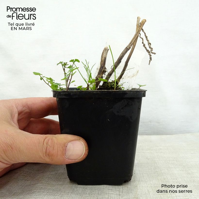 Helenium Mardi gras Vasetto da 8/9 cm esemplare consegnato in primavera