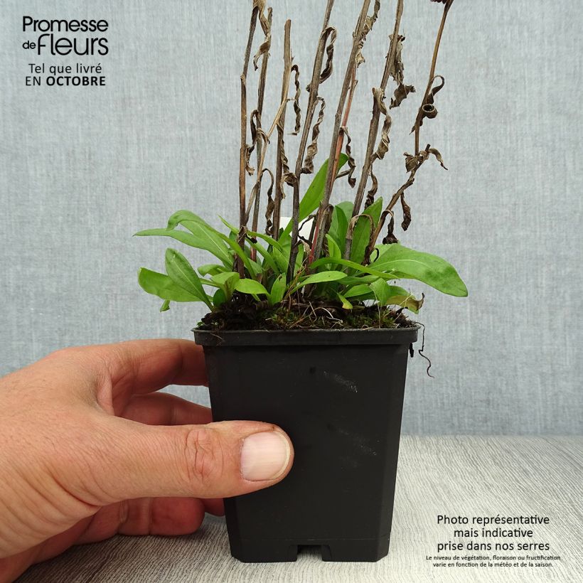 Esemplare di Helenium Mardi gras Vasetto da 8/9 cm come consegnato in autunno