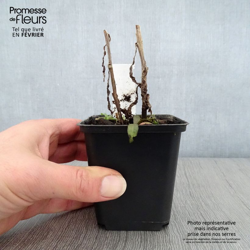 Helenium Mardi gras Vasetto da 8/9 cm esemplare consegnato in inverno