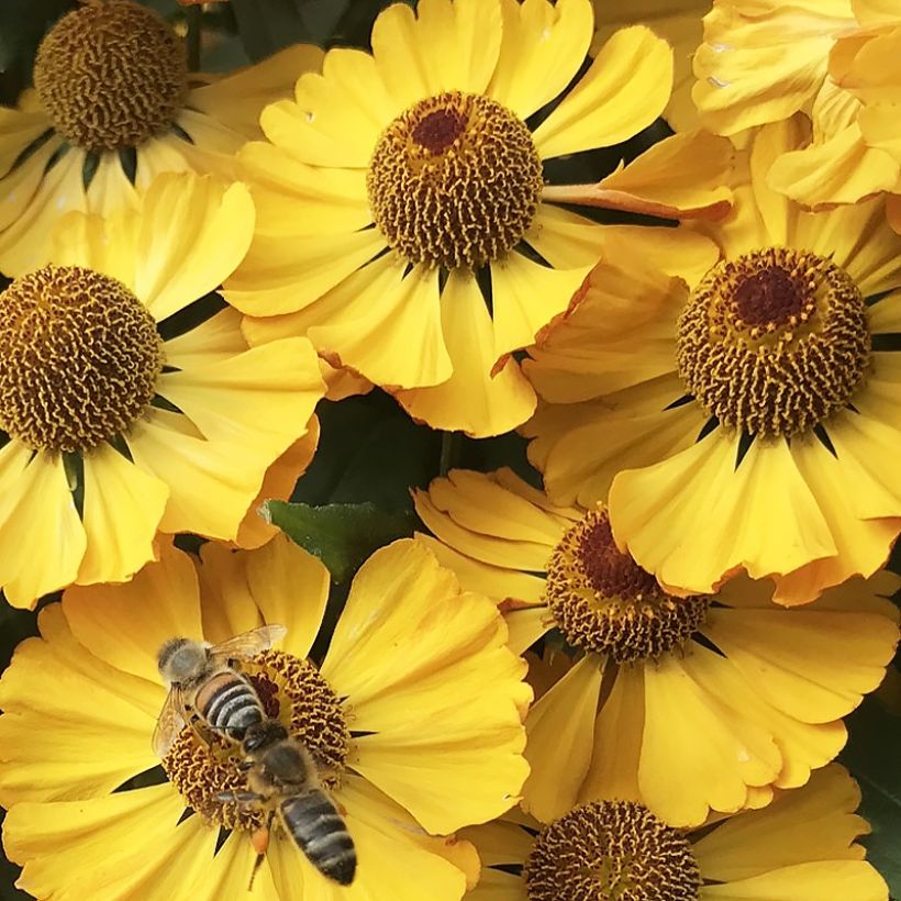 Helenium Okra Sundae (Fioritura)