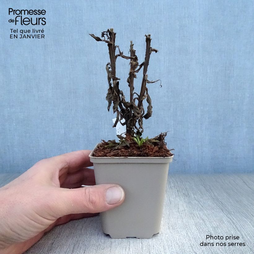 Helenium Poncho Vasetto da 8/9 cm esemplare consegnato in inverno