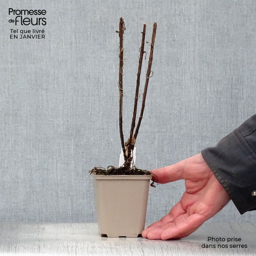 Helenium Potter's Wheel Vasetto da 8/9 cm esemplare consegnato in inverno