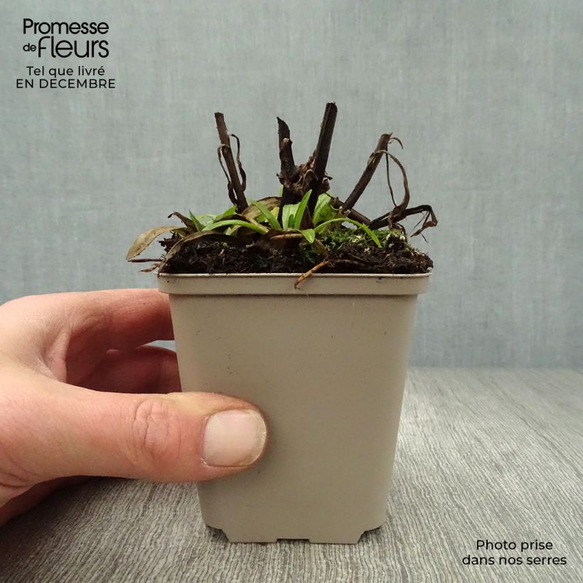 Helenium autumnale Mariachi Ranchera Vasetto da 8/9 cm esemplare consegnato in inverno