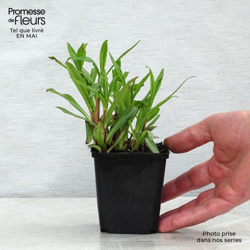 Helenium autumnale Mariachi Ranchera Vasetto da 8/9 cm esemplare consegnato in primavera