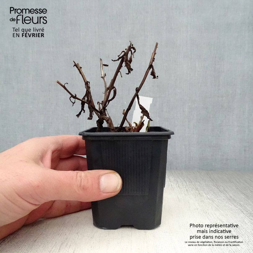 Helenium Rauchtopas Vasetto da 8/9 cm esemplare consegnato in inverno