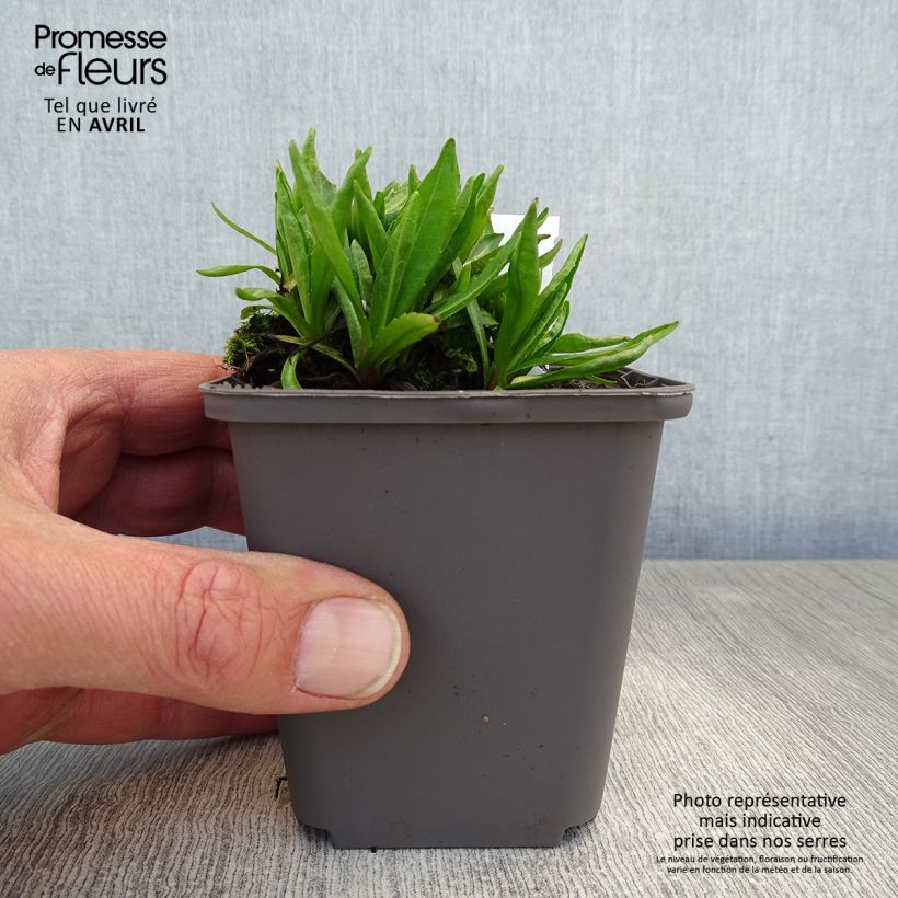 Helenium Red Jewel Vasetto da 8/9 cm esemplare consegnato in primavera