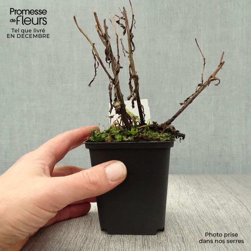 Helenium Rubinzwerg Vasetto da 8/9 cm esemplare consegnato in inverno