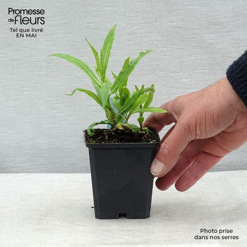 Helenium Rubinzwerg Vasetto da 8/9 cm esemplare consegnato in primavera