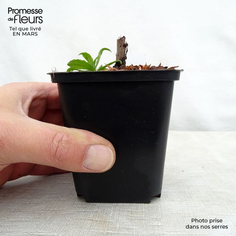 Helenium Ruby Tuesday Vasetto da 8/9 cm esemplare consegnato in primavera