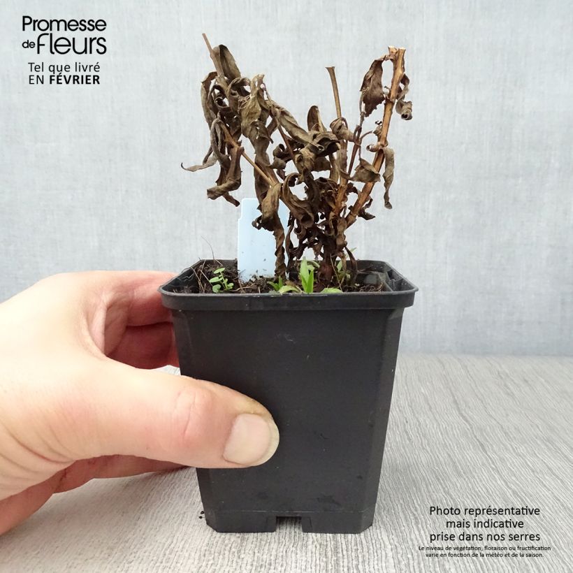 Helenium Ruby Tuesday Vasetto da 8/9 cm esemplare consegnato in inverno