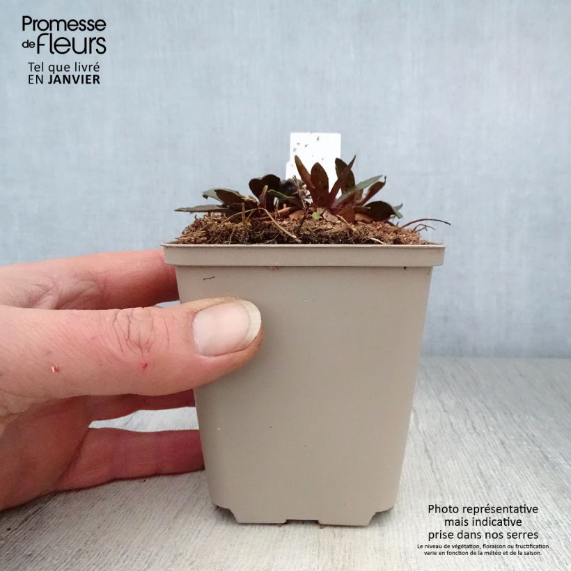 Helenium Sahin's Early Flowerer Vasetto da 8/9 cm esemplare consegnato in inverno