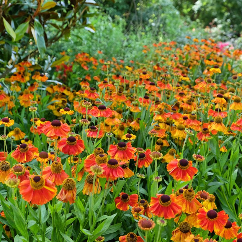 Helenium Sahin's Early Flowerer (Porto)