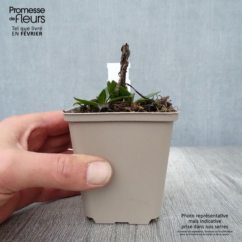 Helenium Short' n'Sassy Vasetto da 8/9 cm esemplare consegnato in inverno