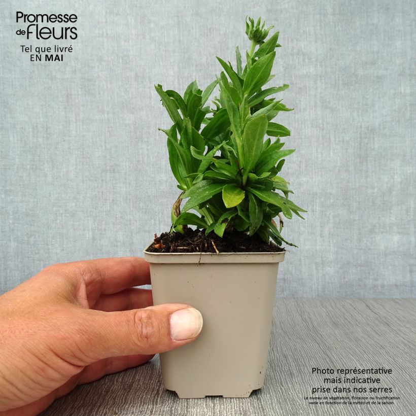 Helenium Short' n'Sassy Vasetto da 8/9 cm esemplare consegnato in primavera