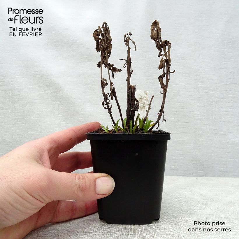 Helenium autumnale Siesta Vasetto da 8/9 cm esemplare consegnato in inverno