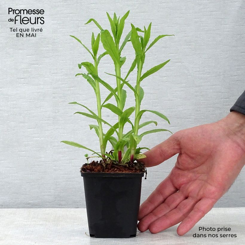 Helenium autumnale Siesta Vasetto da 8/9 cm esemplare consegnato in primavera