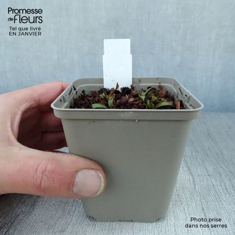 Helenium Tie Dye Vasetto da 8/9 cm esemplare consegnato in inverno