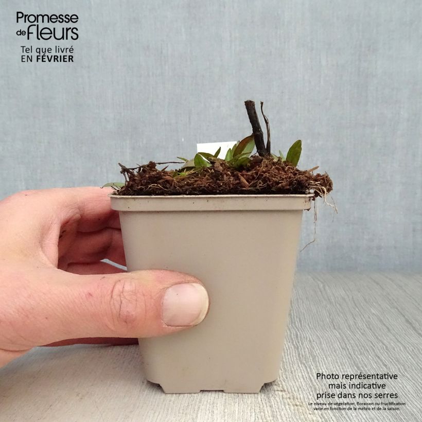 Helenium Waltraut Vasetto da 8/9 cm esemplare consegnato in inverno