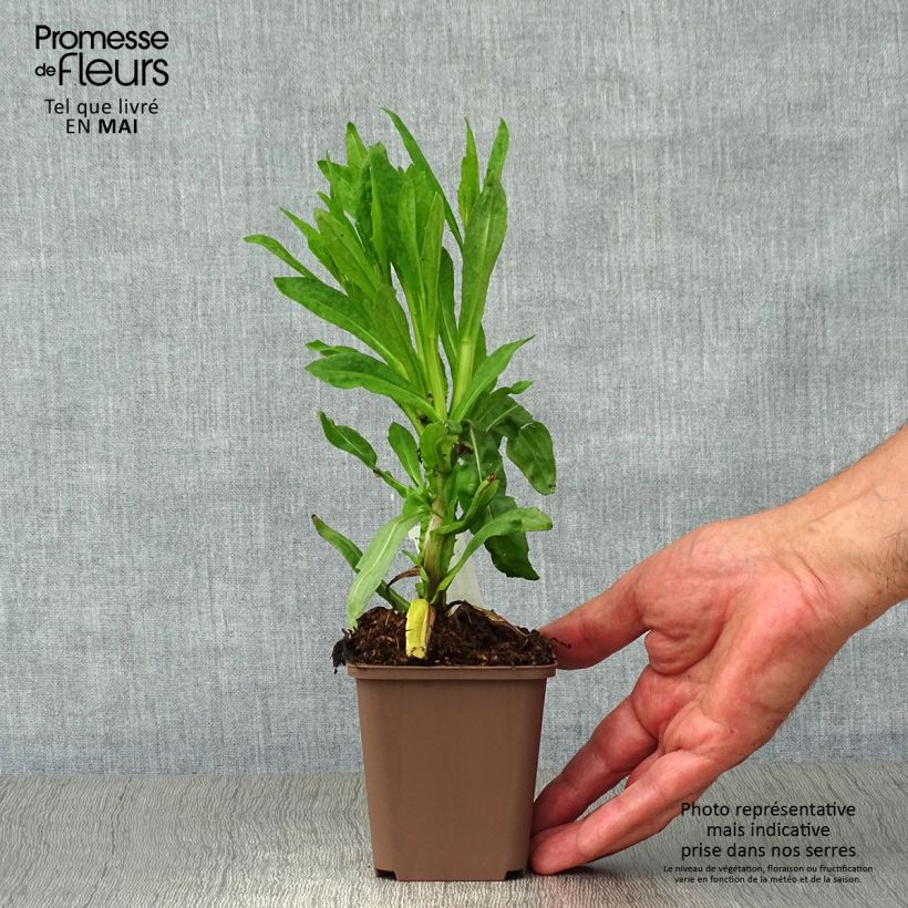 Helenium Waltraut Vasetto da 8/9 cm esemplare consegnato in primavera