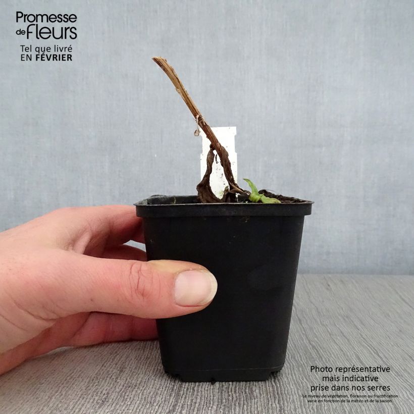 Helenium Windley Vasetto da 8/9 cm esemplare consegnato in inverno