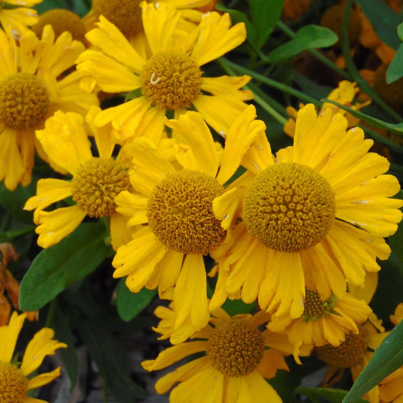 Helenium autumnale Pumilum Magnificum (Fioritura)