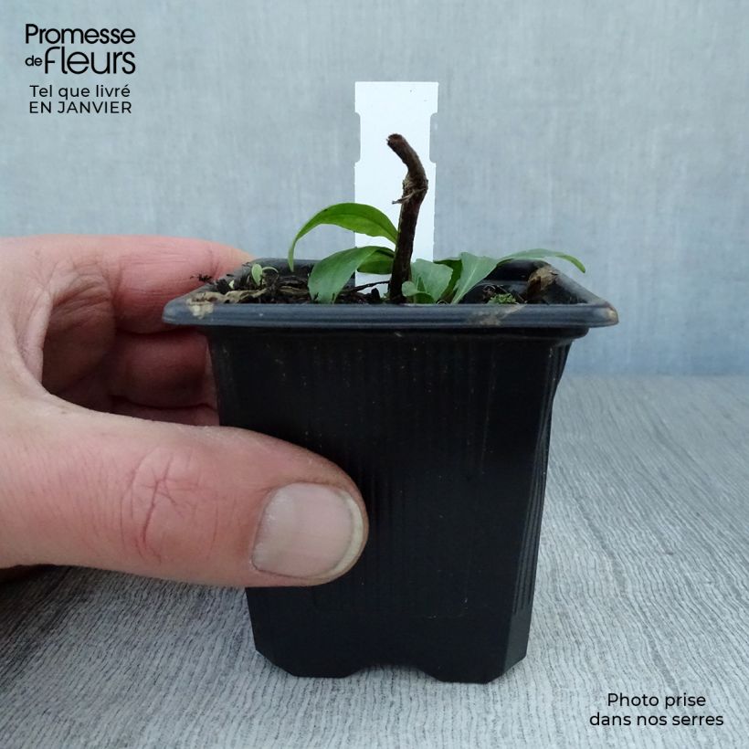 Helenium autumnale Pumilum Magnificum Vasetto da 8/9 cm esemplare consegnato in inverno