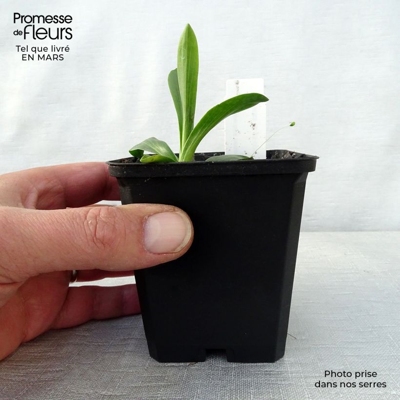 Hélénium hoopesii Vasetto da 8/9 cm esemplare consegnato in primavera