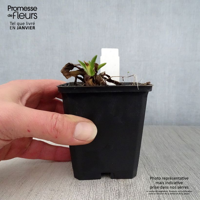 Hélénium hoopesii Vasetto da 8/9 cm esemplare consegnato in inverno