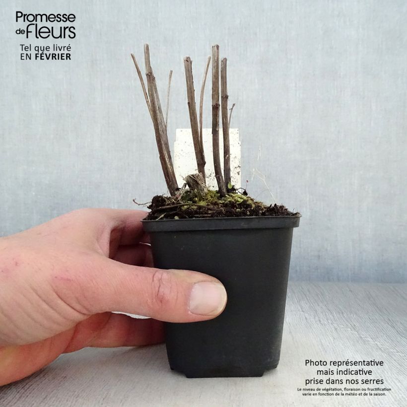 Helenium Moerheim Beauty Vasetto da 8/9 cm esemplare consegnato in inverno