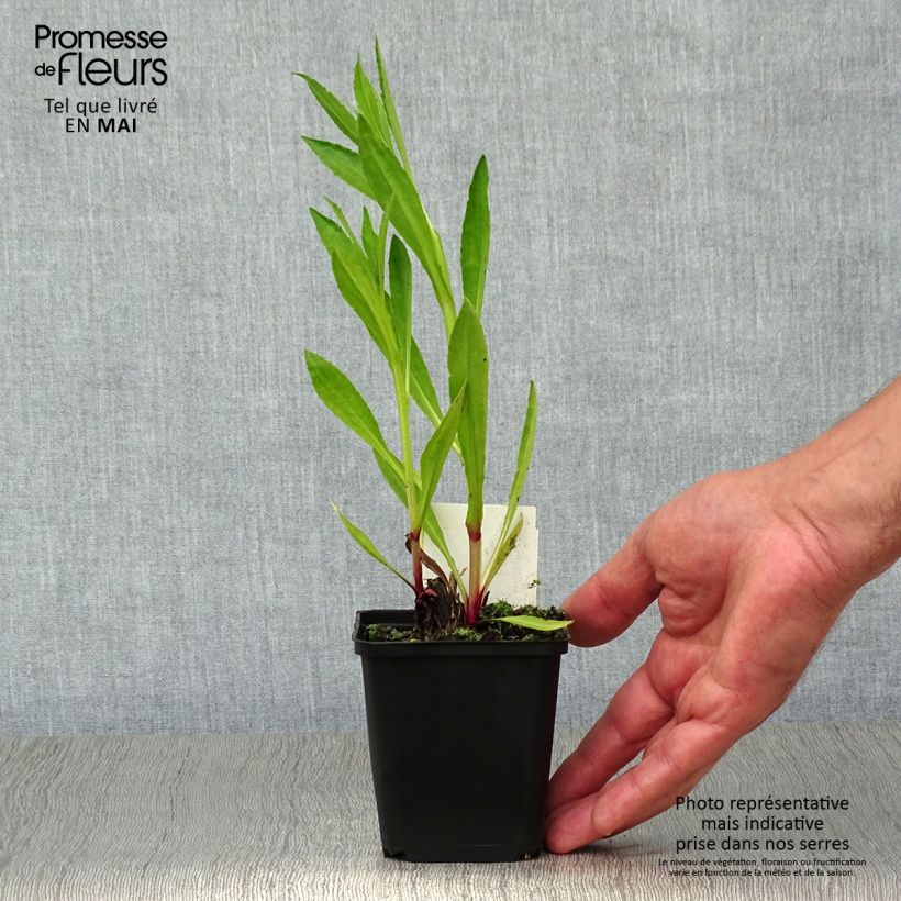 Helenium Moerheim Beauty Vasetto da 8/9 cm esemplare consegnato in primavera