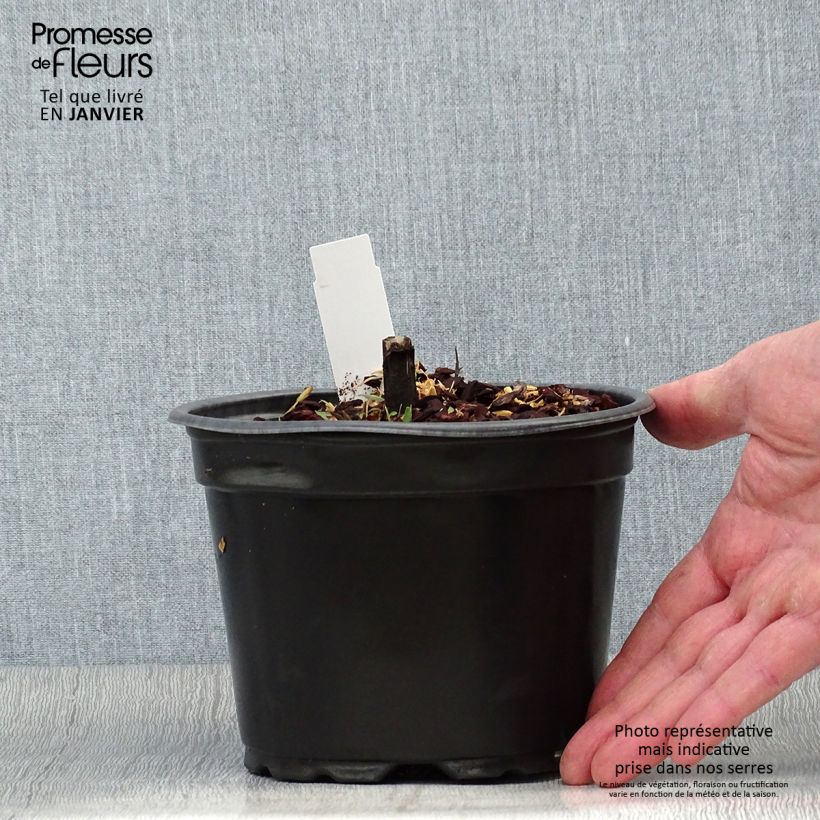 Helenium Moerheim Beauty Vaso da 2L/3L esemplare consegnato in inverno