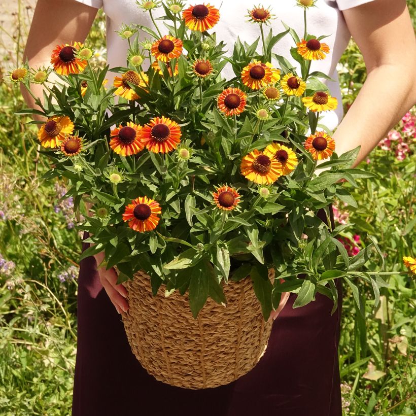 Helenium Short' n'Sassy (Porto)