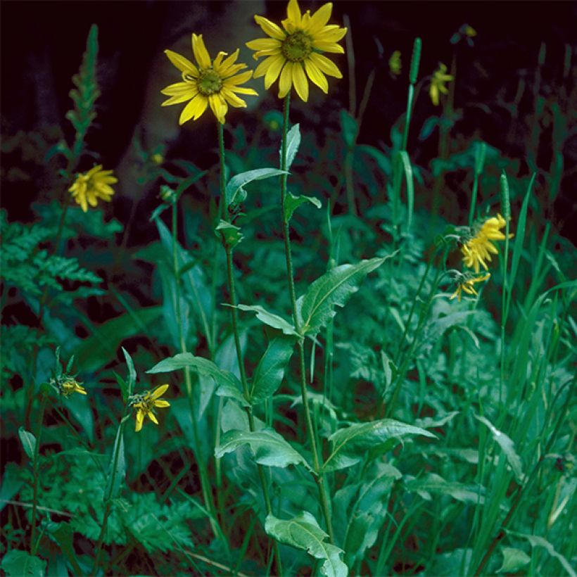 Helianthella quinquernervis (Porto)