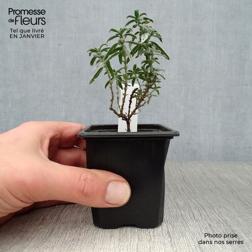 Helianthemum Raspberry Ripple - Eliantemo Vasetto da 8/9 cm esemplare consegnato in inverno