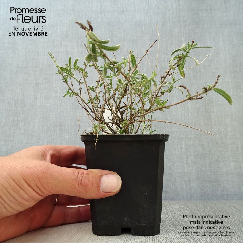 Esemplare di Helianthemum Wisley Primrose - Eliantemo Vasetto da 8/9 cm come consegnato in autunno
