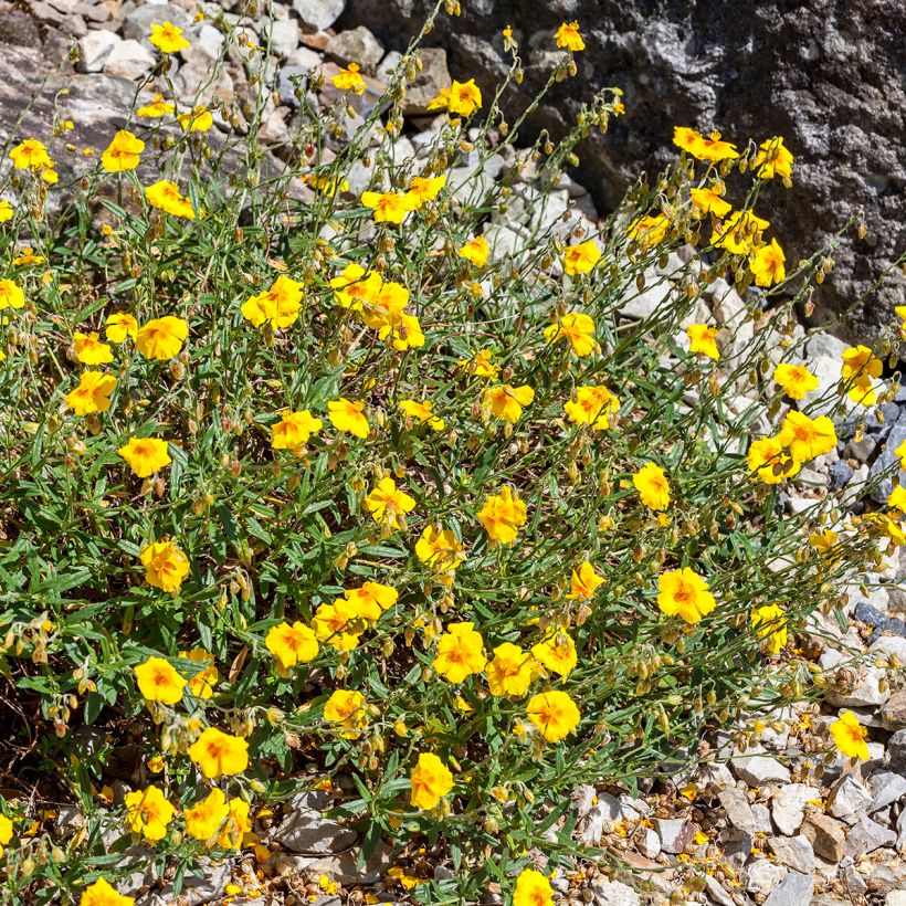 Helianthemum Ben Fhada - Eliantemo (Porto)
