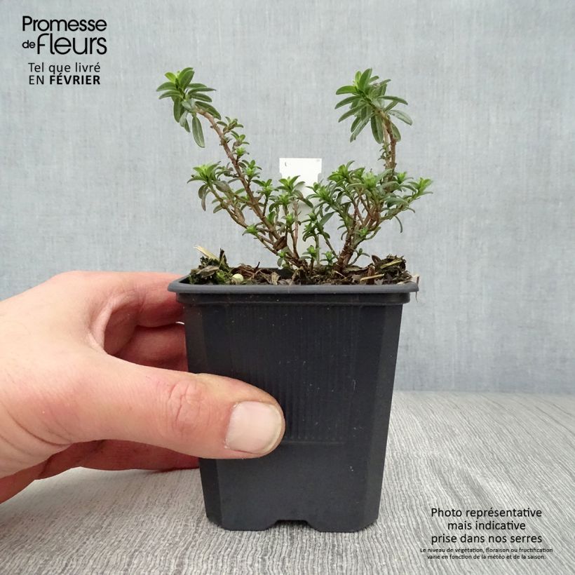 Helianthemum Ben Fhada - Eliantemo Vasetto da 7/8 cm esemplare consegnato in inverno