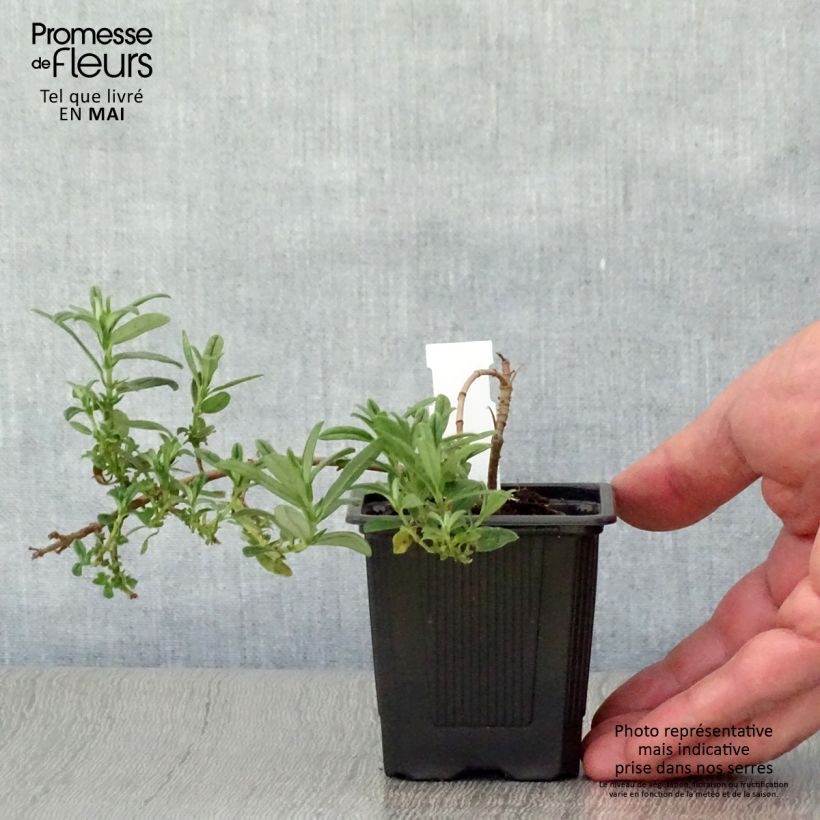 Helianthemum Ben Fhada - Eliantemo Vasetto da 7/8 cm esemplare consegnato in primavera