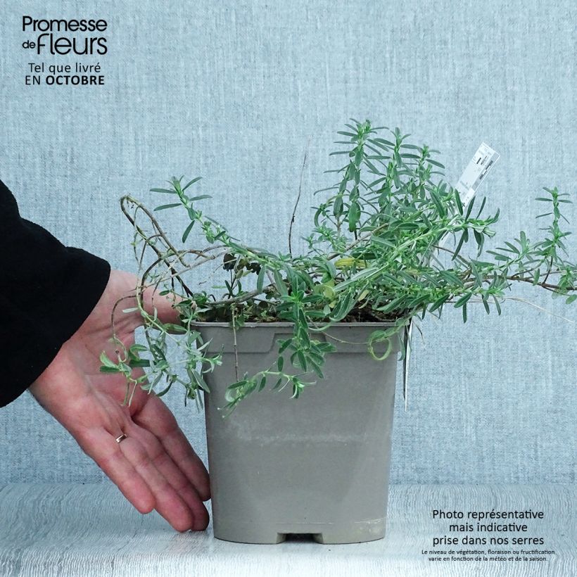 Esemplare di Helianthemum Ben Fhada - Eliantemo Vaso da 2L/3L come consegnato in autunno
