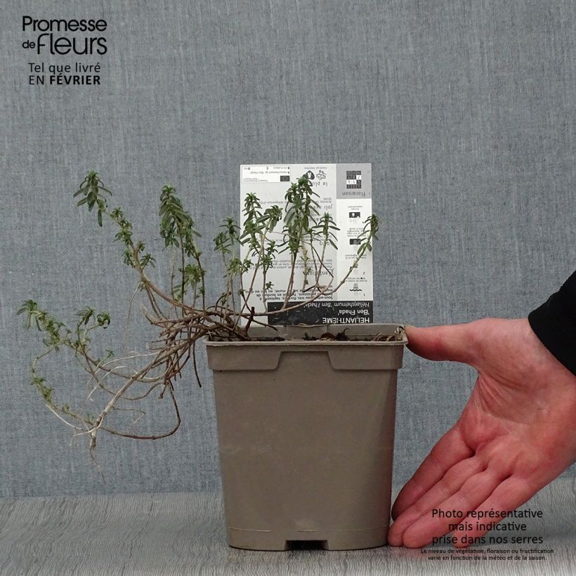 Helianthemum Ben Fhada - Eliantemo Vaso da 2L/3L esemplare consegnato in inverno